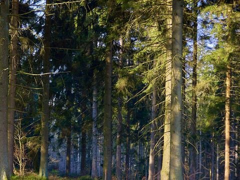 Center Parcs Les Ardennes - Belgisch-Luxemburg - Afbeelding N°5