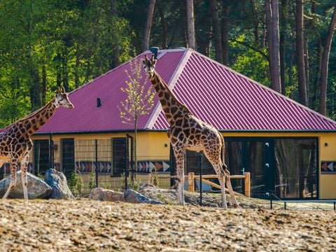Safari Resort Beekse Bergen - Hilvarenbeek - Afbeelding N°0