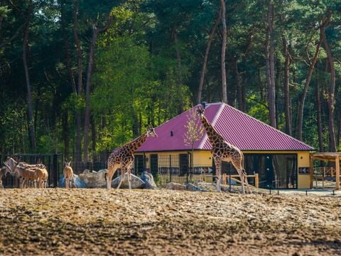 Safari Resort Beekse Bergen - Hilvarenbeek - Afbeelding N°0