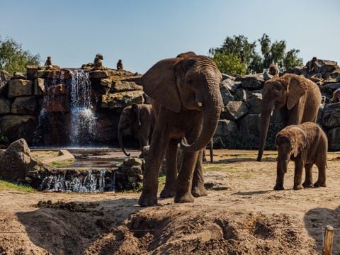 Safari Resort Beekse Bergen - Camping Hilvarenbeek - Afbeelding N°5