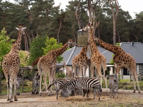 Safari Resort Beekse Bergen - Hilvarenbeek - Afbeelding N°5