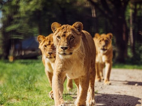 Safari Resort Beekse Bergen - Hilvarenbeek - Afbeelding N°3