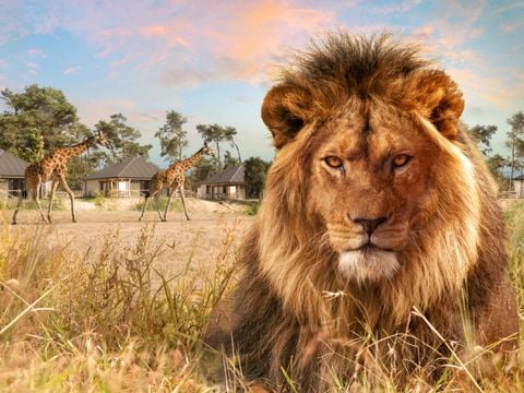 Safari Resort Beekse Bergen - Camping Hilvarenbeek - Afbeelding N°2