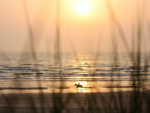 Vakantiepark Duinrust - Camping Noordwijk - Afbeelding N°5