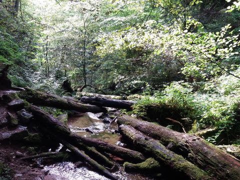 Feriendorf Waldbrunn - Baden-Württemberg - Afbeelding N°28
