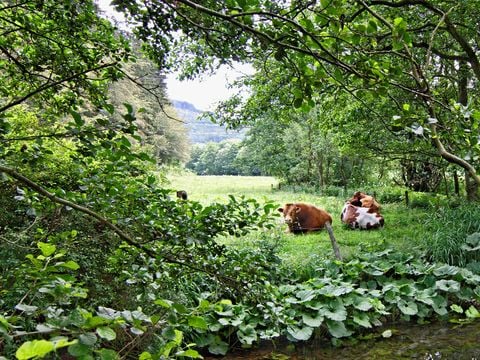 Sonnenhof Willingen - Hessen - Afbeelding N°2