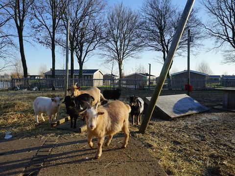 EuroParcs De IJssel Eilanden - Kampen - Afbeelding N°17