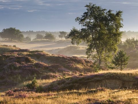 Park Drentheland - Westerveld - Afbeelding N°14
