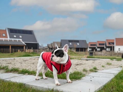 Dormio Nieuwvliet-Bad - Camping Sluis - Afbeelding N°2