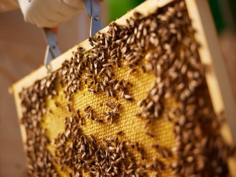 Center Parcs Les Landes de Gascogne - Lot-et-Garonne