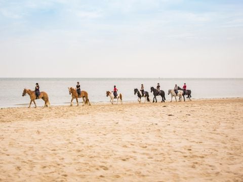 Landal Kaap West - Terschelling - Afbeelding N°5