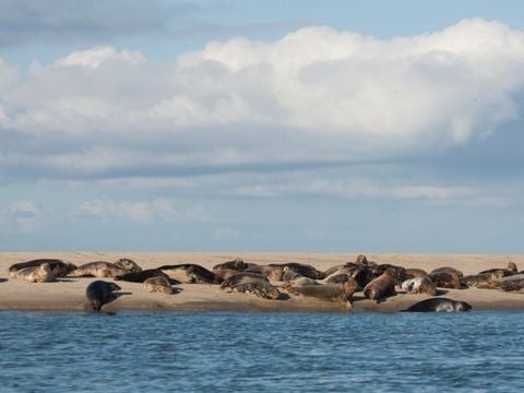 Landal Kaap West - Terschelling - Afbeelding N°2