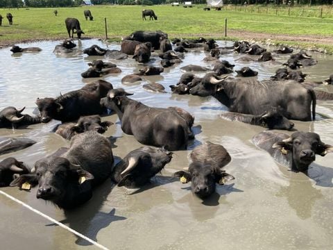 Vodatent Camping de Waterbuffelfarm  - Steenwijkerland - Afbeelding N°2