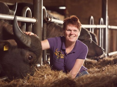 Vodatent Camping de Waterbuffelfarm  - Steenwijkerland - Afbeelding N°4