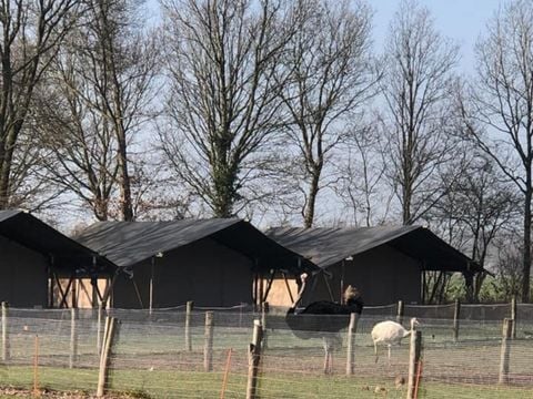 Vodatent Camping de Waterbuffelfarm  - Steenwijkerland - Afbeelding N°0