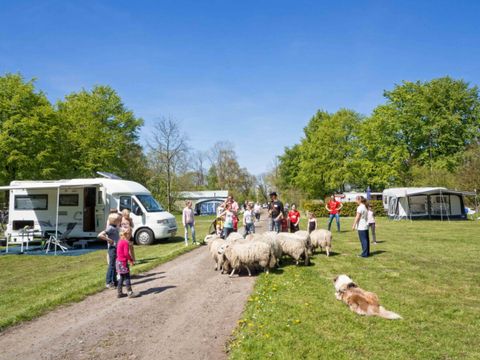 Vodatent Landgoedcamping Nienoord - Westerkwartier - Afbeelding N°0