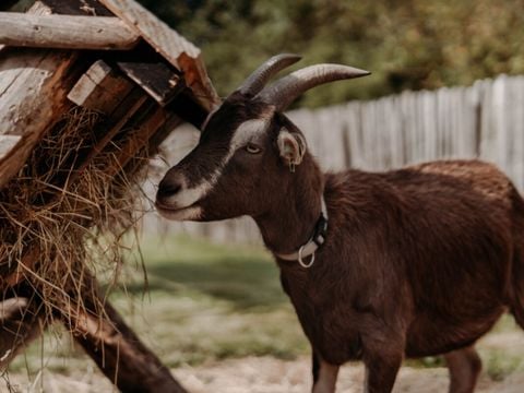 Vodatent Camping de Tulpenweide - Hollands Kroon - Afbeelding N°5
