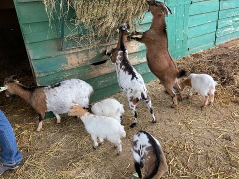 Vodatent Camping Fargogne - Tarn-et-Garonne - Afbeelding N°4