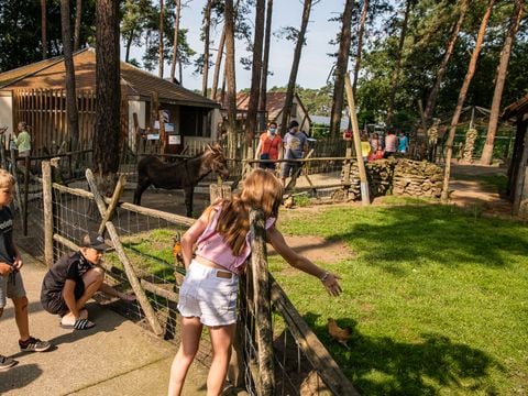 Familiepark Goolderheide - Camping Belgisch Limburg - Afbeelding N°4