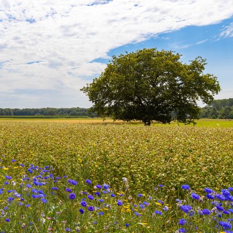Camping de Kleine Wereld - Ommen - Afbeelding N°3