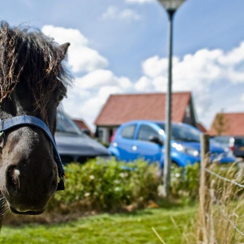 Oosterscheldepark de Stelhoeve - Camping Kapelle - Afbeelding N°5