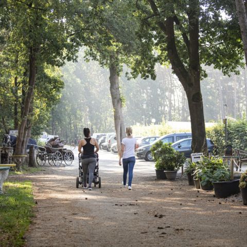 Camping Zavelbos - Camping Belgisch Limburg - Afbeelding N°4