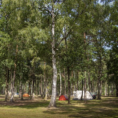 Camping de Binnenvaart - Camping Belgisch Limburg - Afbeelding N°5