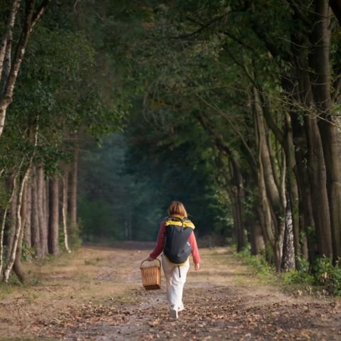 Lodge 4 personen - Mobi Lodge