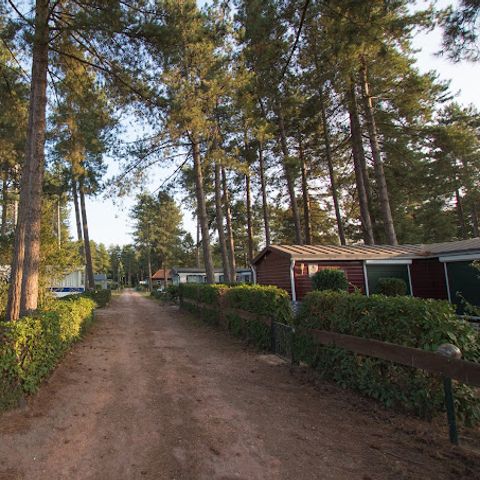 Arden Parks Tulderheyde - Camping Antwerpen - Afbeelding N°2