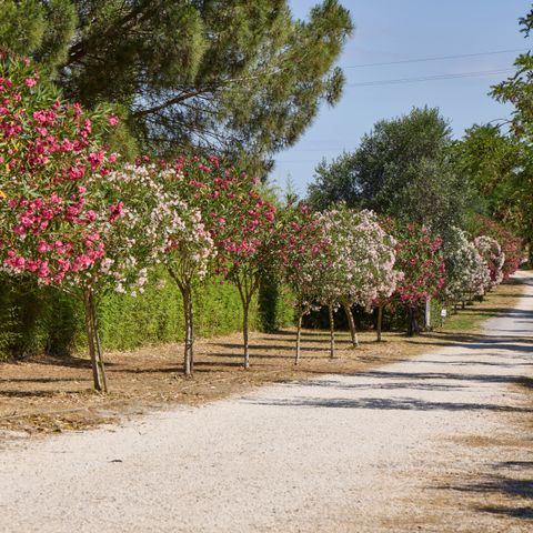 Costa d'Argento Camping Village Club Capalbio - Camping Grosseto - Afbeelding N°5