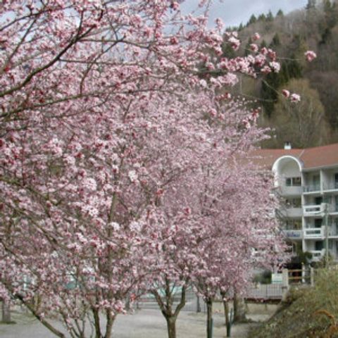 Résidence les Silènes - Camping Isère - Afbeelding N°2