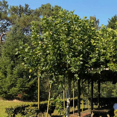 Summio Bosparc de Hoevenaer - Camping Halderberge - Afbeelding N°3