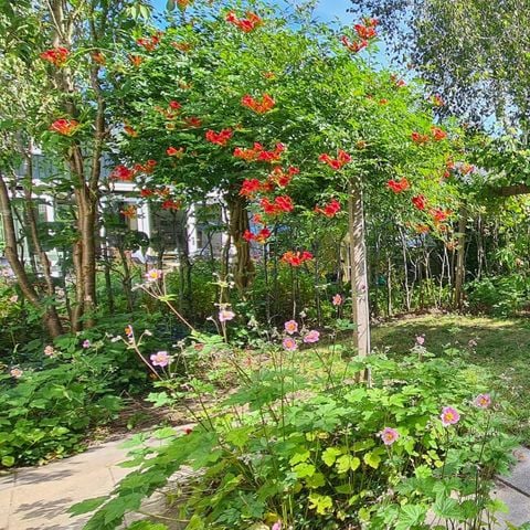 Bungalow 4 personen - Duin 130
