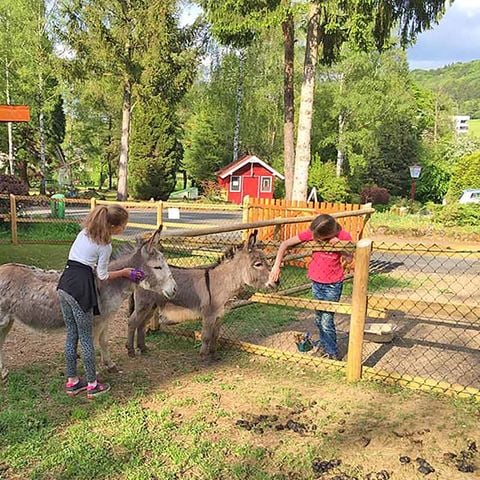 Bungalowpark Felsenhof - Camping Rijnland-Palts - Afbeelding N°2