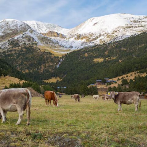 Pierre & Vacances Résidence La Merceria - Andorra - Afbeelding N°4