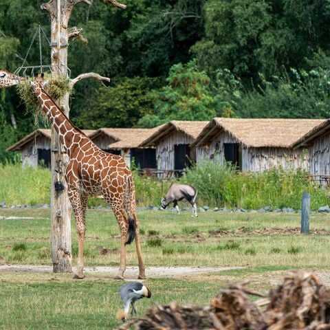 Lodge 4 personen - Masai Mara