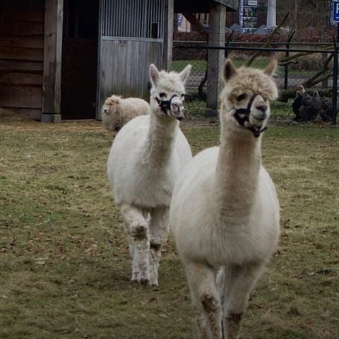 De Leughte Resort Renswoude - Renswoude - Afbeelding N°3