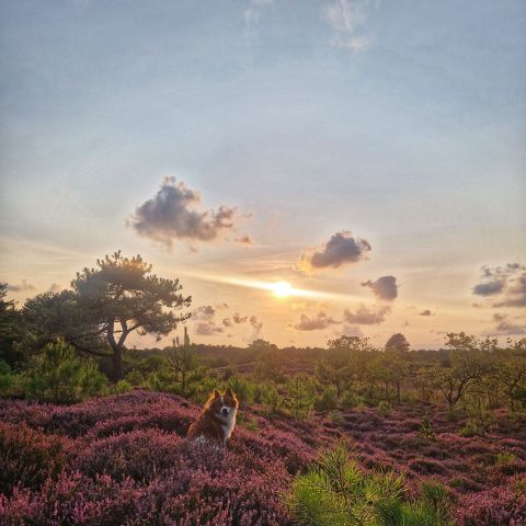 WestCord Aparthotel Boschrijck - Terschelling - Afbeelding N°4