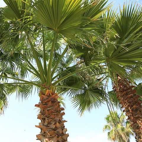 Camping les Jardins d'Agathe ****  - Camping Hérault - Afbeelding N°6