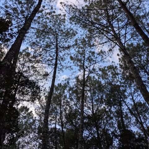 Camping Landae - Landes - Afbeelding N°3