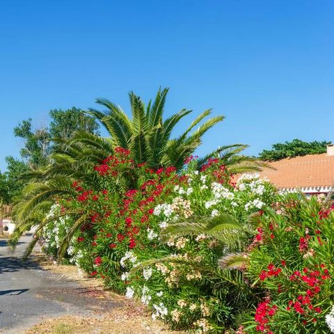 Camping Novela Port la Nouvelle - Camping Aube - Afbeelding N°4