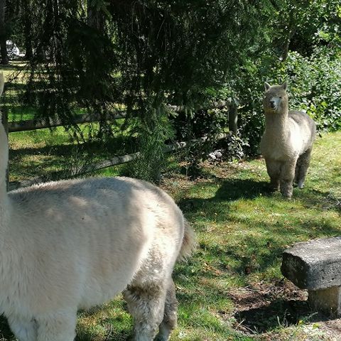 Camping Aux Portes Des Mille Sources  - Camping Corrèze - Afbeelding N°4