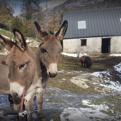 Camping Les Tilleuls - Camping Hautes-Pyrénées - Afbeelding N°3
