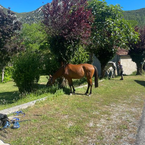 Camping La Cremade - Camping Aube - Afbeelding N°3