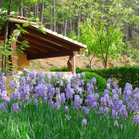 Camping La Forêt - Camping Gard - Afbeelding N°2