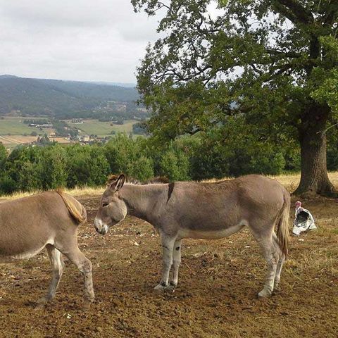 Camping La Ferme Du Pelou - Camping Dordogne - Afbeelding N°4