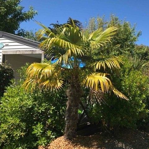 Camping Tahiti Village - Charente-Maritime - Afbeelding N°5