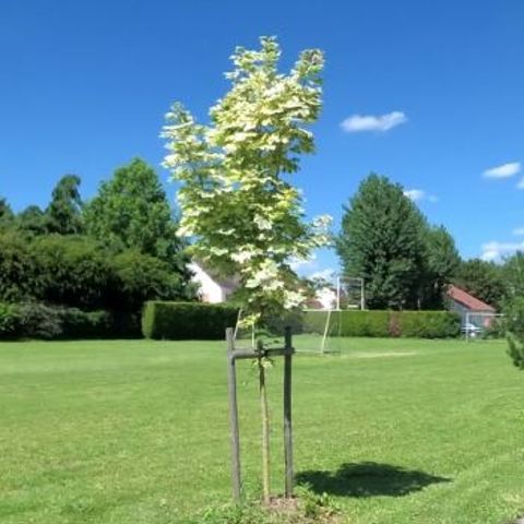 Camping De L'Abbatiale - Camping Oise - Afbeelding N°5