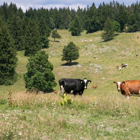 Village Vacance Les Clarines - Camping Jura - Afbeelding N°5