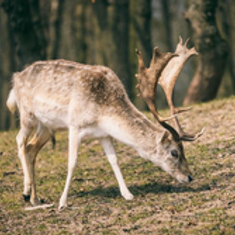 Roompot Park Eksel - Camping Luik - Afbeelding N°5